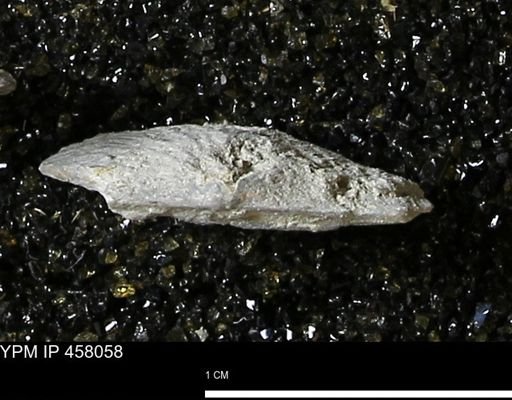 Strophodonta sp.