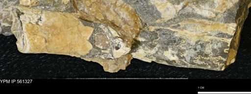 Baculites sp.