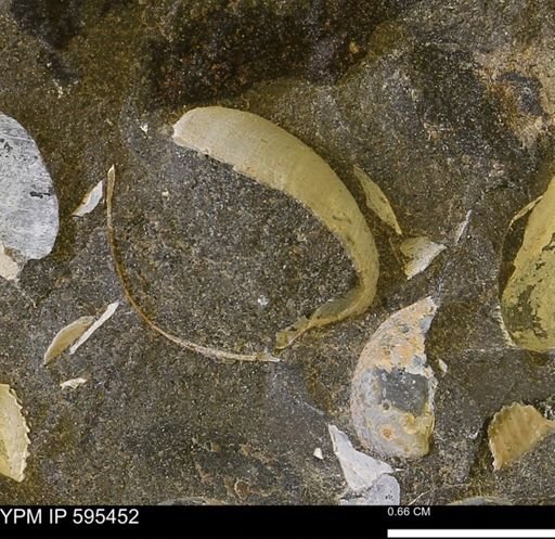Protocardia sp.