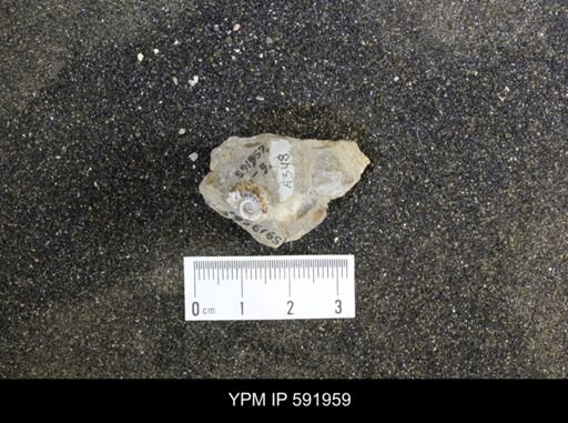 Oxytoma (Hypoxytoma) nebrascana