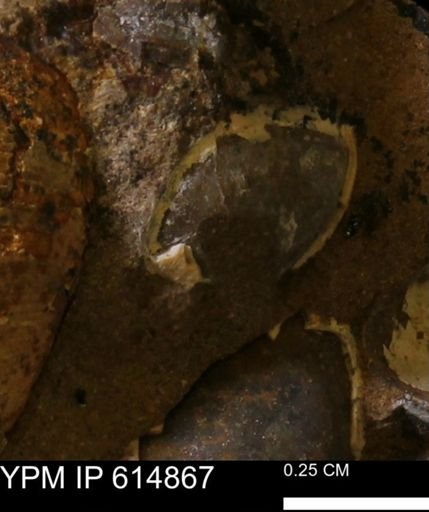Limopsis? striatopunctatus