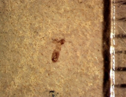 undet. Staphylinidae