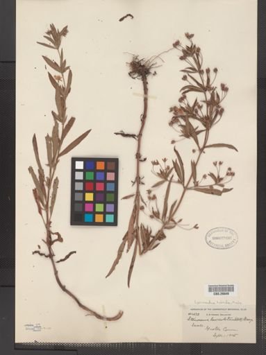 Plantae