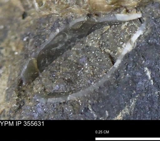 undet. Bivalvia