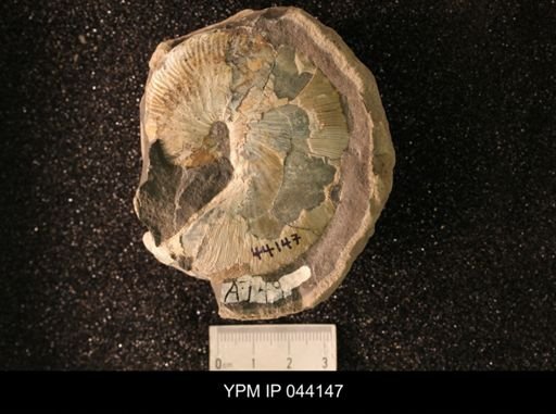 Hoploscaphites nicolletii
