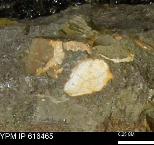 Protocardia subquadrata