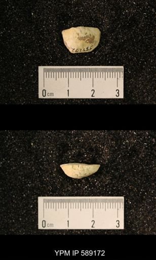 Sowerbyella sp.