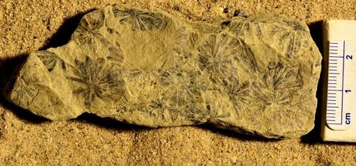 Annularia sp.