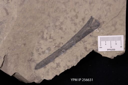 Eurypterus sp.