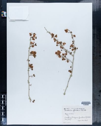 Parkinsonia