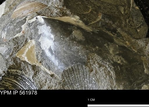 Pseudoptera?