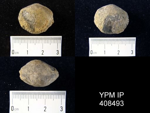 Parazyga deweyi