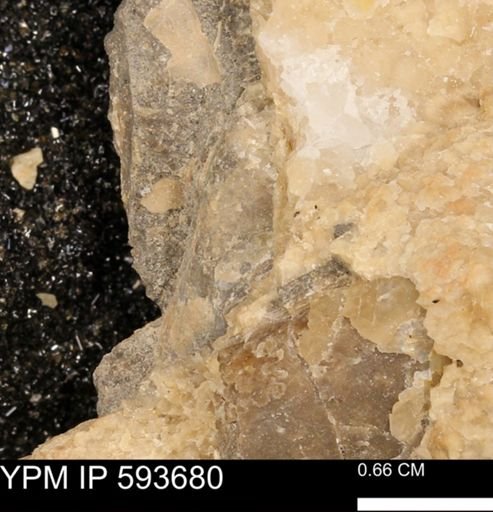 Baculites sp.