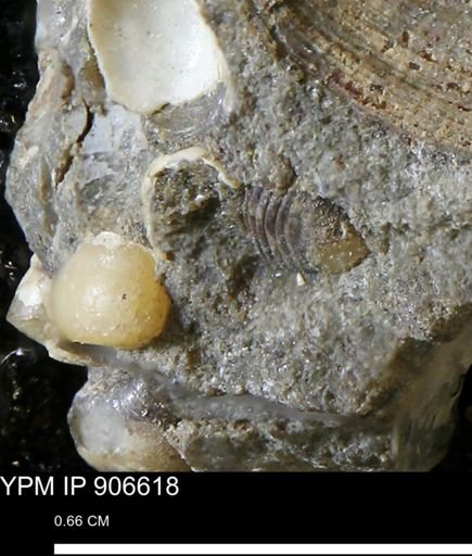 undet. Mollusca