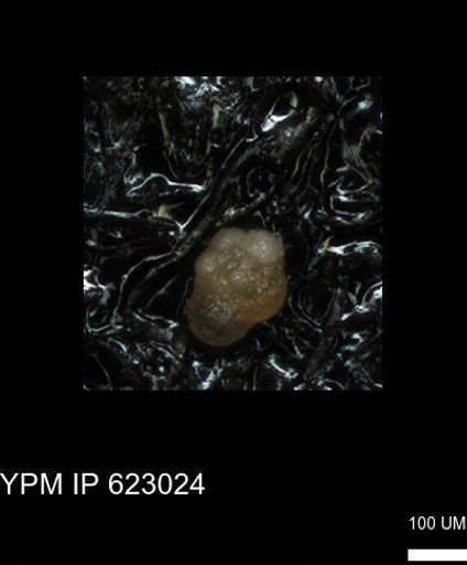 undet. Foraminiferida