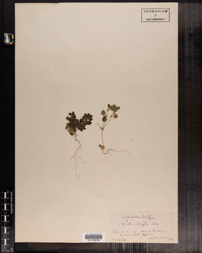 Plantae