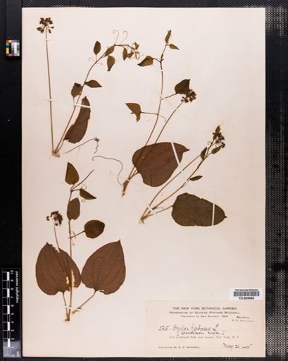 Smilax herbacea