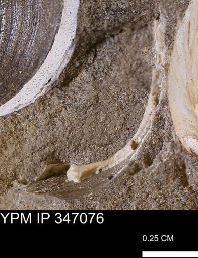 undet. Bivalvia