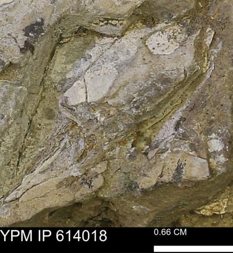 undet. Mollusca
