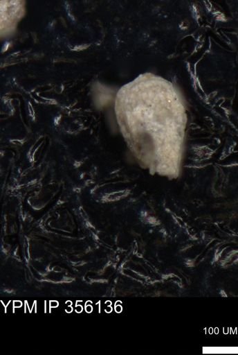 undet. Ostracoda