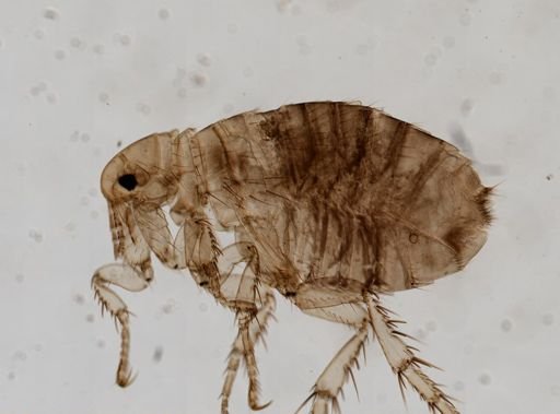 Pulex irritans