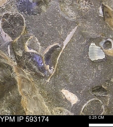 undet. Mollusca