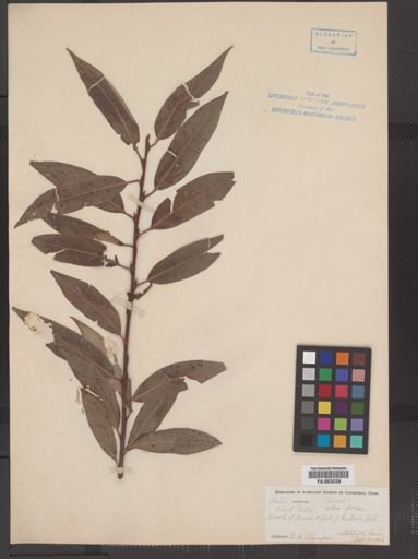 Salix