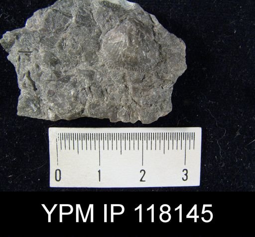 Dalmanella elegantula submedia