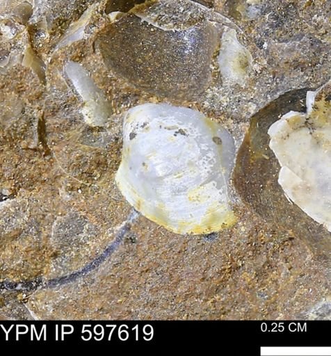 undet. Bivalvia