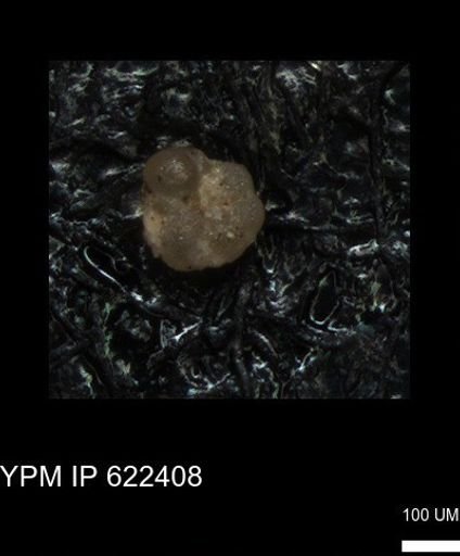undet. Foraminiferida