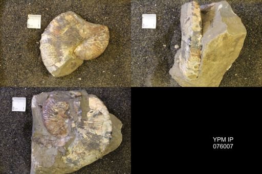 Hoploscaphites comprimus