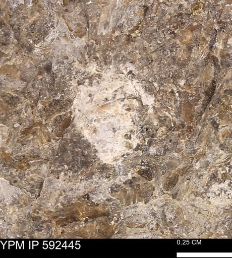 undet. Mollusca