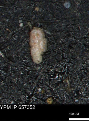 Bimonilina variana