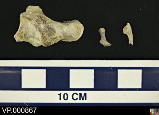 Neornithes