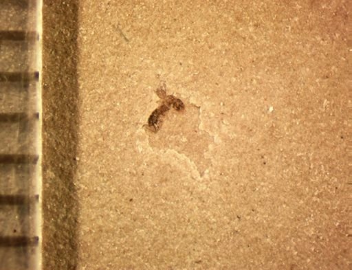 undet. Staphylinidae