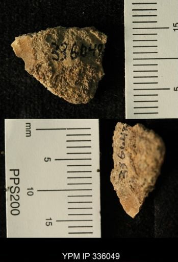 undet. Ammonoidea