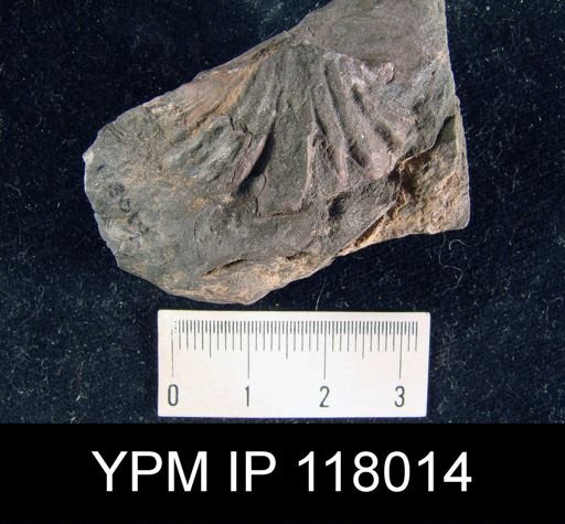 Delthyris (Quadrifarius) rugaecosta