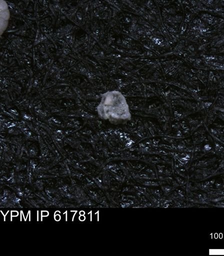 undet. Foraminiferida
