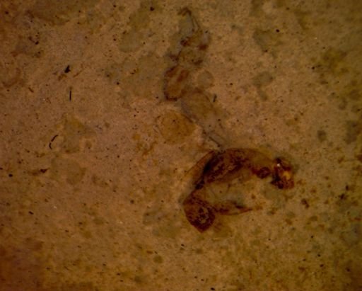 Hymenoptera?