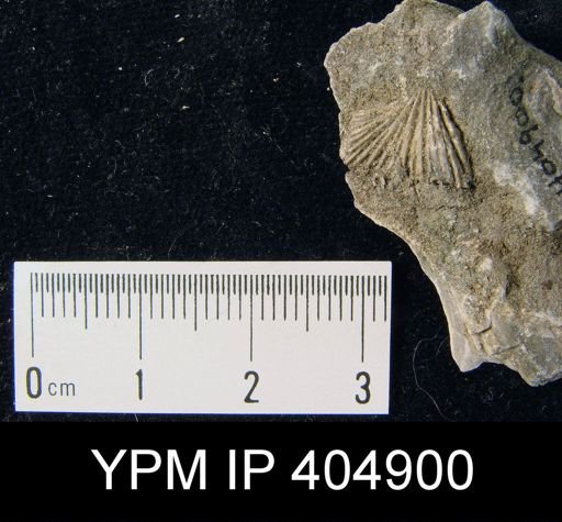 Platystrophia sp.