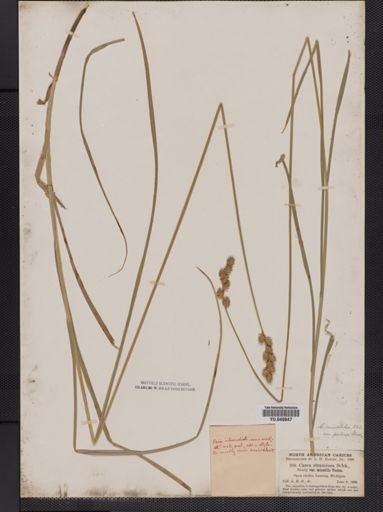 Carex normalis