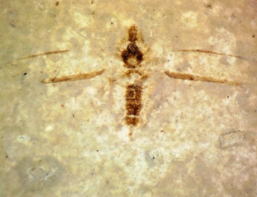 undet. Coleoptera