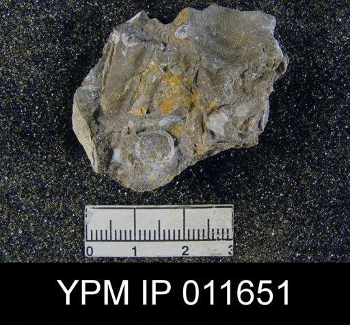 Marginifera cristobalensis