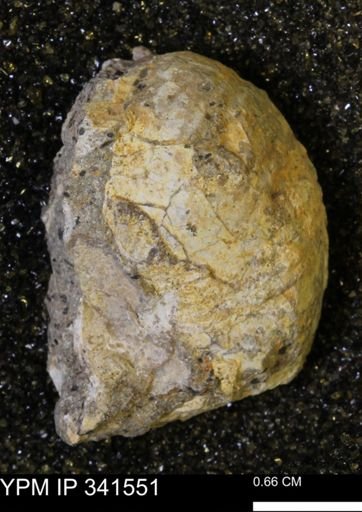 Scaphites sp.