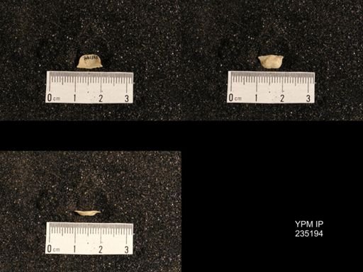 Lissochonetes geinitzianus var. plattsmouthensis