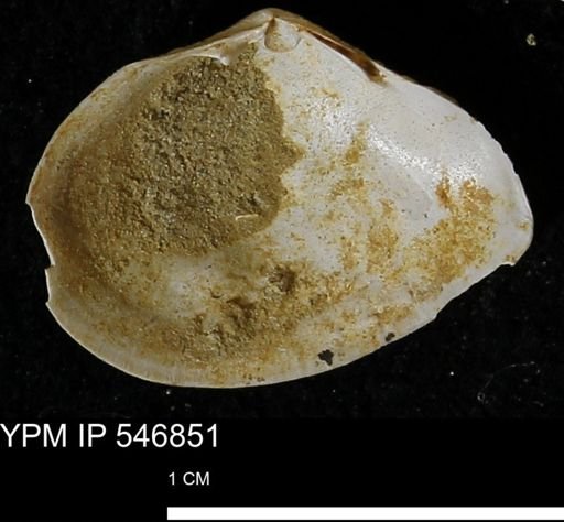 Cumingia tellinoides