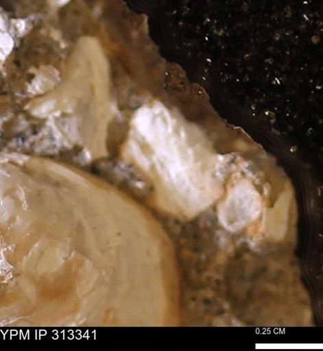 Corbicula sp.