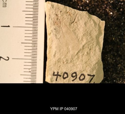 Probnis speciosa
