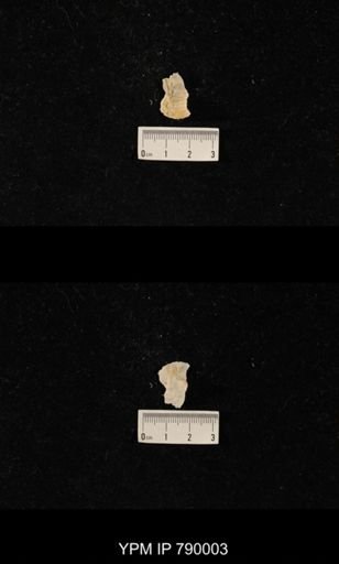 Leptodus sp.