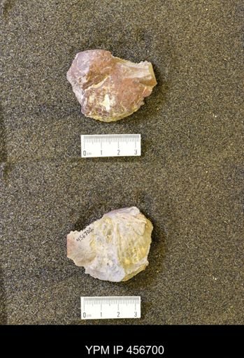Scaphites ventricosus stantoni